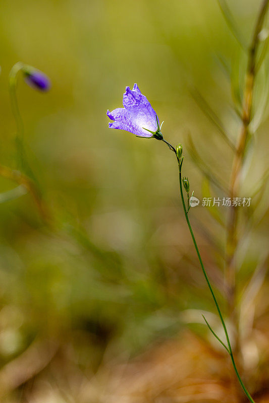 蓝铃花映衬散景背景