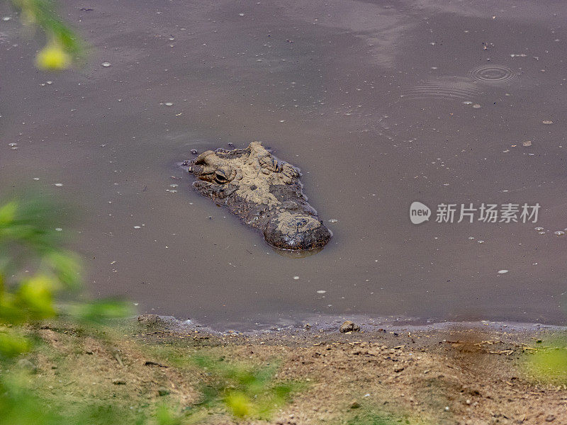 鳄鱼——纳米比亚