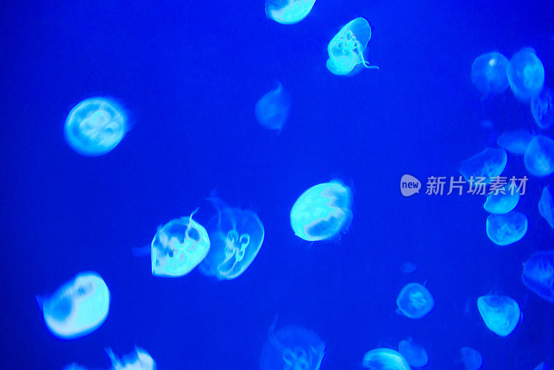 一群在水中发光的水母