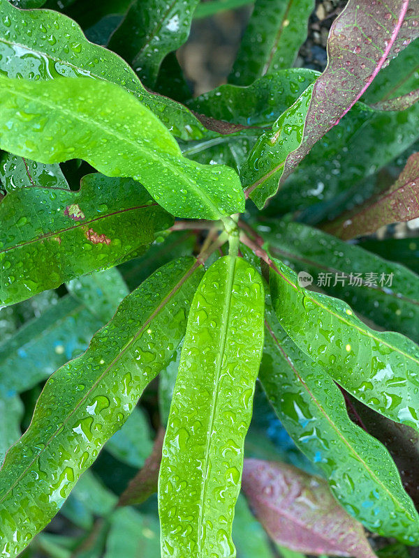 在普拉塔港的一个雨天，常青的大戟灌木叶子的特写，也被称为基督植物或基督刺。