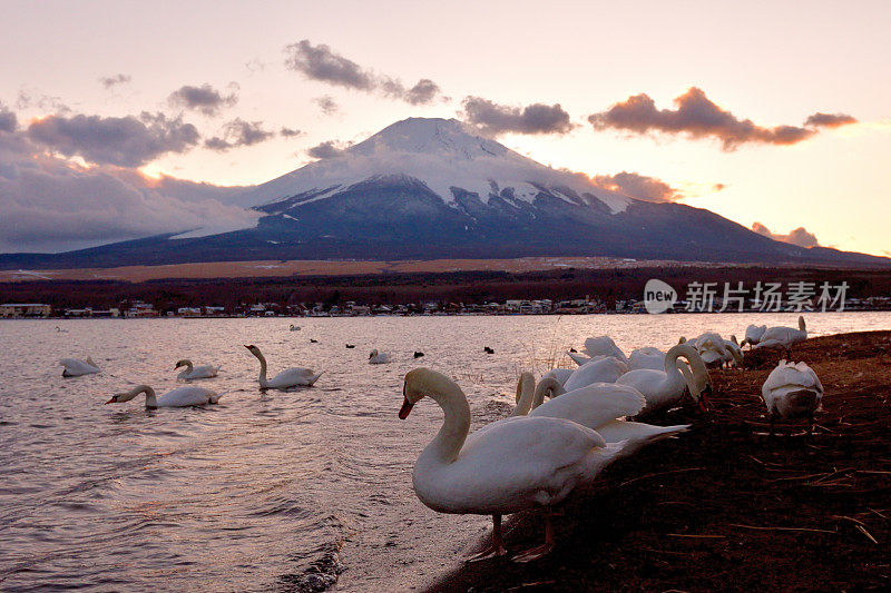 日落后的山中湖，白雪覆盖的富士山和天鹅