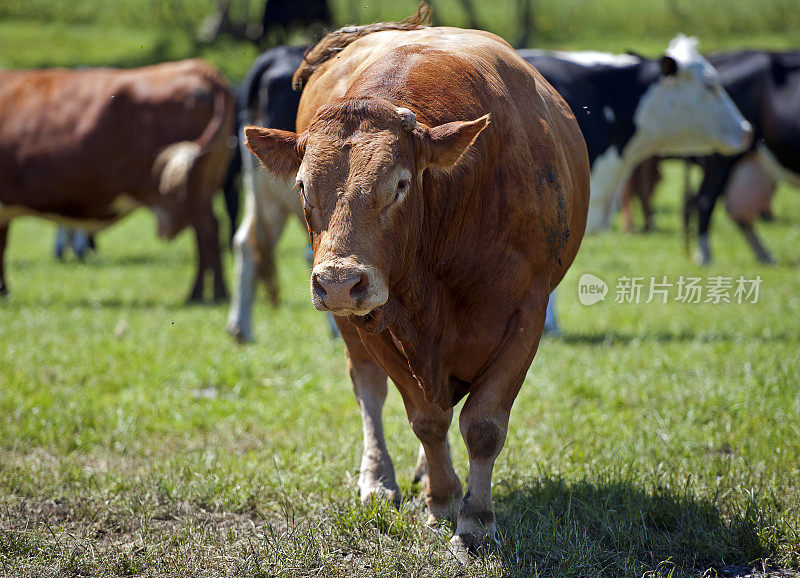 南德文郡公牛面对面在一个农场上的波贝克Ridgeway，多塞特，英格兰