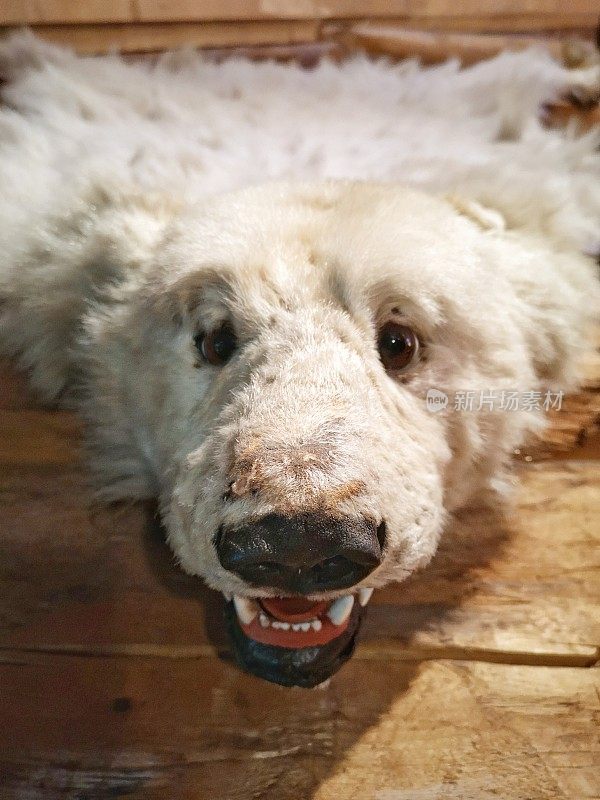 旧房间地板上的毛绒白熊。猎人奖杯