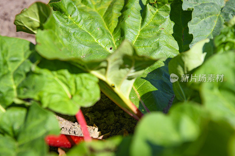 大黄植物与红色的大黄茎生长在菜园