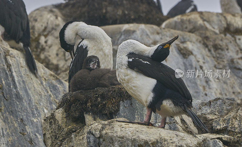 野生南极长毛鸟，鸬鹚，在南极半岛的壮丽风景在大的南大洋