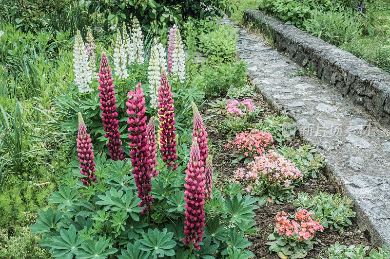 春季地中海花园中开花的羽扇豆和路易西亚植物