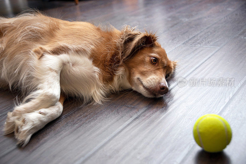 悲伤的狗看着网球
