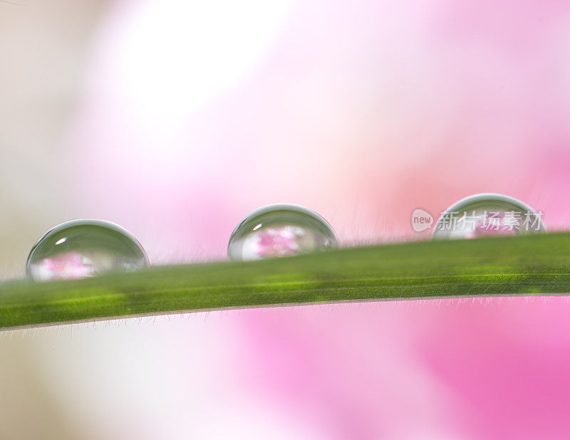 草叶上的水滴