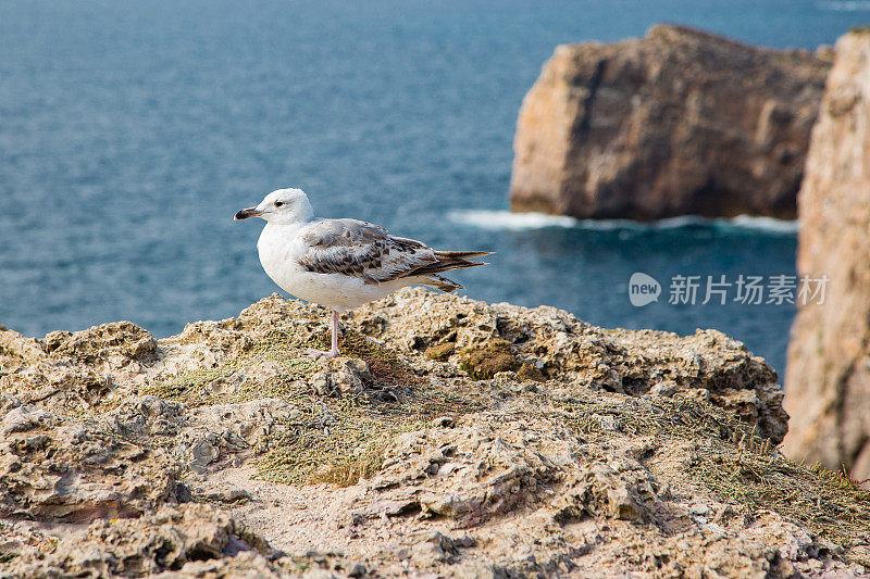 萨格里什海鸥