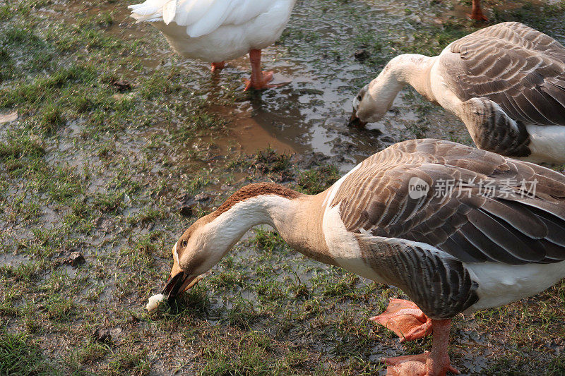图片中棕色和白色的鹅群在泥泞的农场院子里吃草和散步，重点放在前景