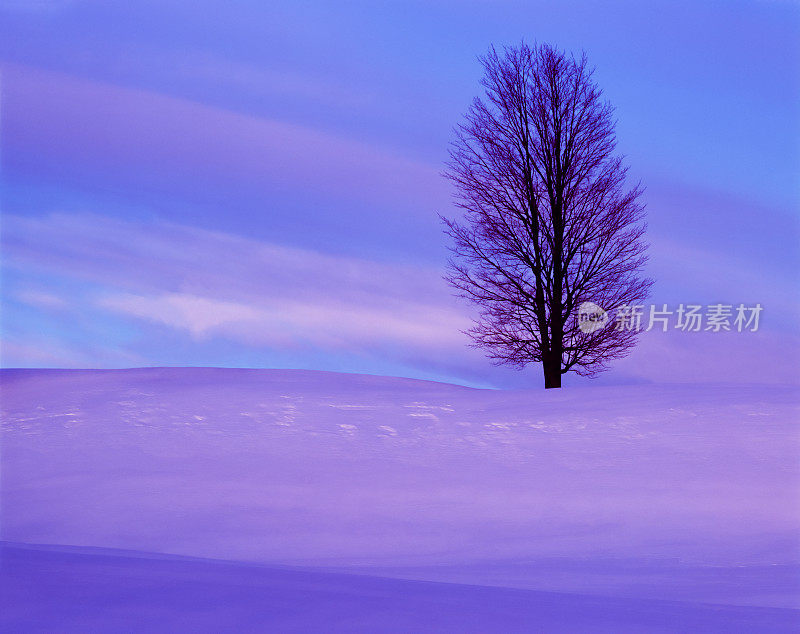 在佛蒙特州的绿山上，新鲜的冬雪和孤独的橡树