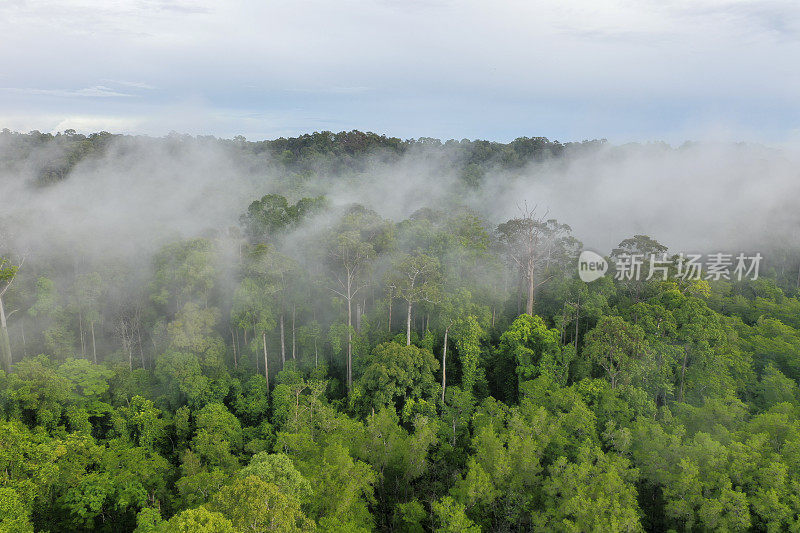 鸟瞰图的塞皮洛罗红树林保护区和热带雨林。该保护区位于沙巴州的山打干，马来西亚，婆罗洲。