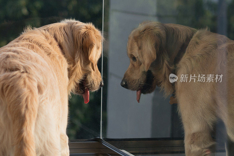 阳光明媚的一天，一只金毛猎犬在阳台上看着。