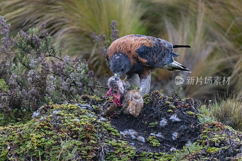 厄瓜多尔变鹰吃兔子