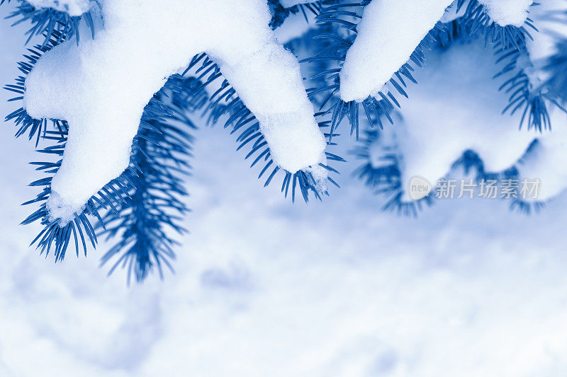 冷杉树枝上覆盖着雪