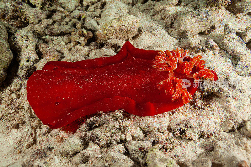 海洋生物。彩色的海蛞蝓水下生物裸鳃