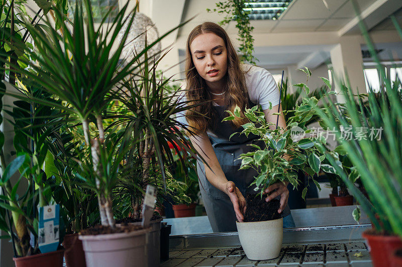 女花匠正在移植植物