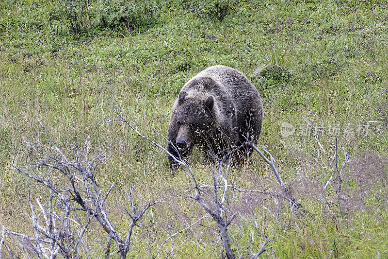 棕色灰熊漫游在德纳里荒野