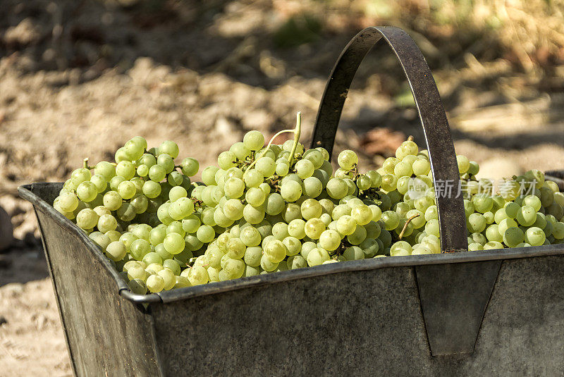 霞多丽葡萄丰收。梅普，门多萨，阿根廷。