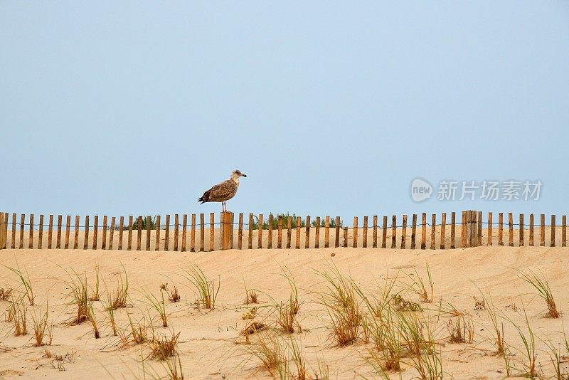 篱笆上的海鸥