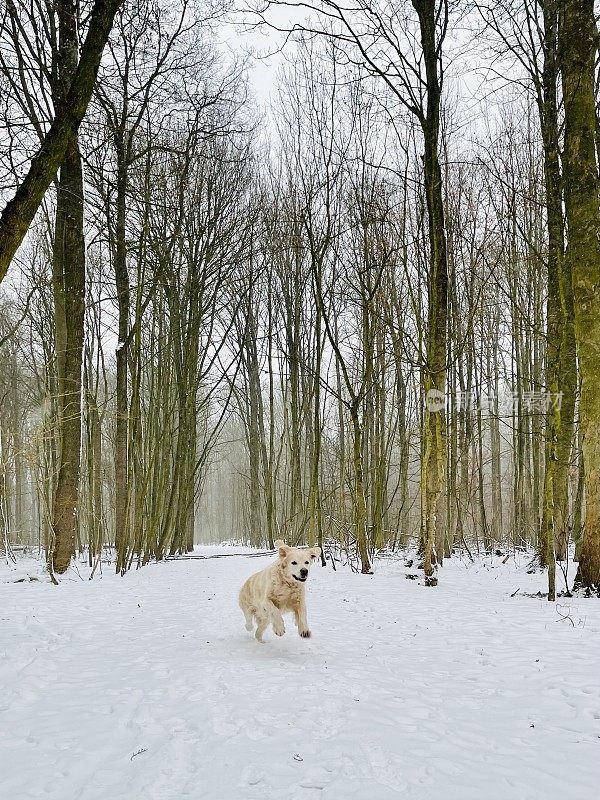 雪中的金毛寻回犬