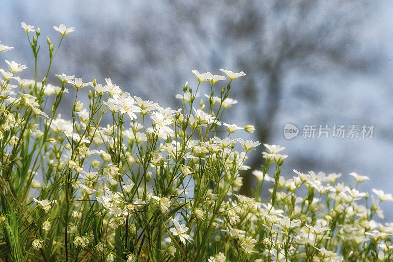 小Stitchwort