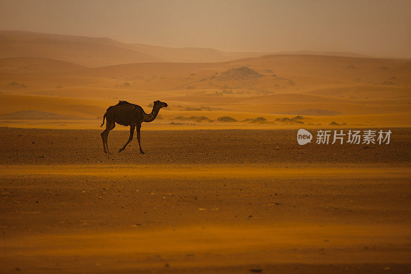 非洲西撒哈拉沙漠的骆驼