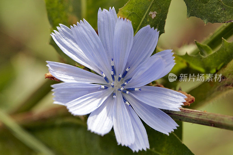 小菊苣花特写