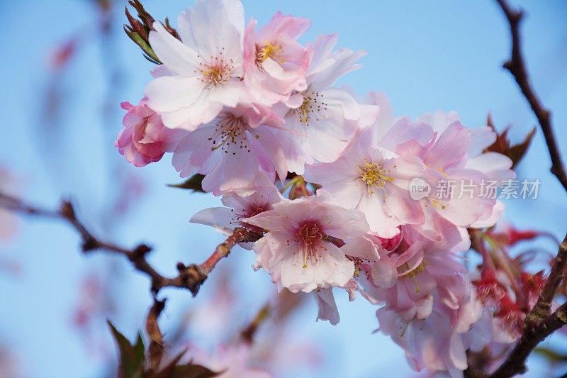 粉红色樱花树