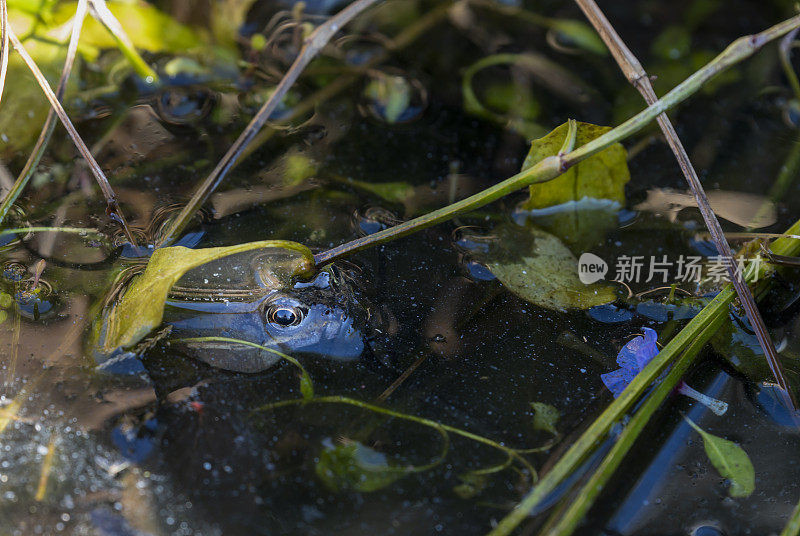 青蛙在花园的池塘里