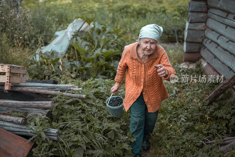 一位俄罗斯老妇人在她的花园里采浆果