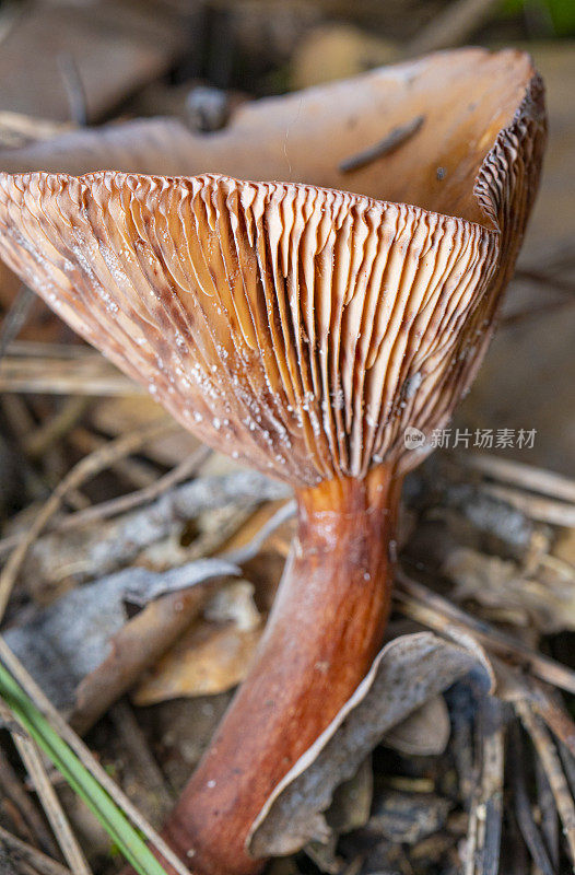 灌木丛中的蘑菇，蒙特塞尼山的秋天，加泰罗尼亚自然公园，吉尔斯的细节