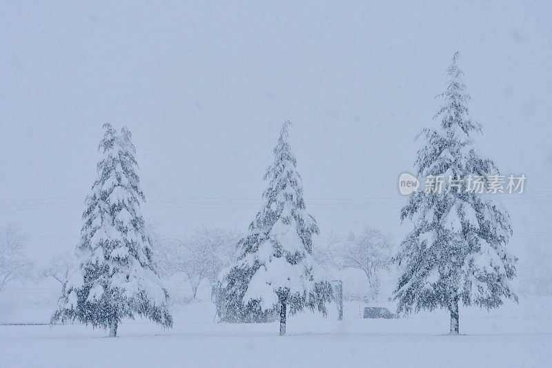 雪松上覆盖着厚厚的积雪