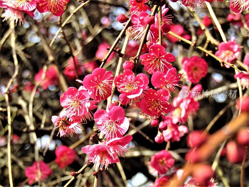 日本。2月。梅花的背景。