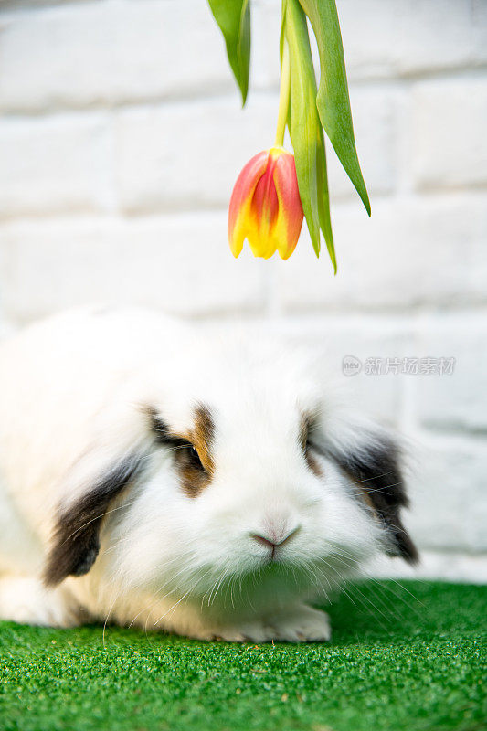 一个白色的兔子看着一个相机与黄色的红色郁金香在他的头上。