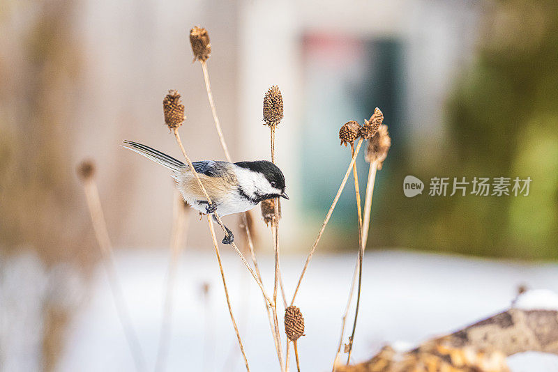 漂亮的