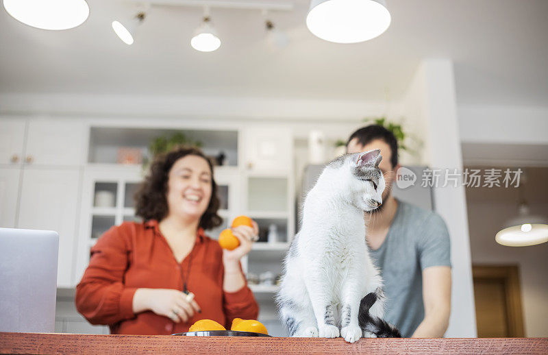 一对年轻夫妇和一只猫住在一起