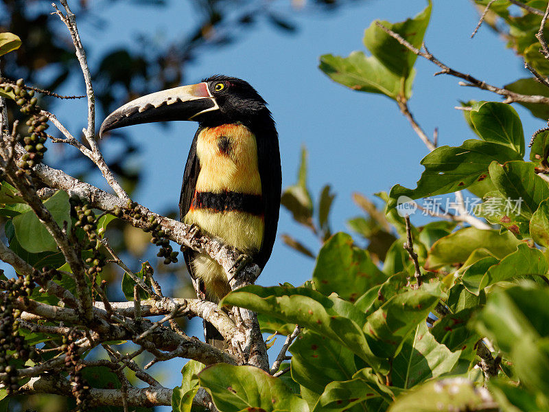 成卷的Aracari