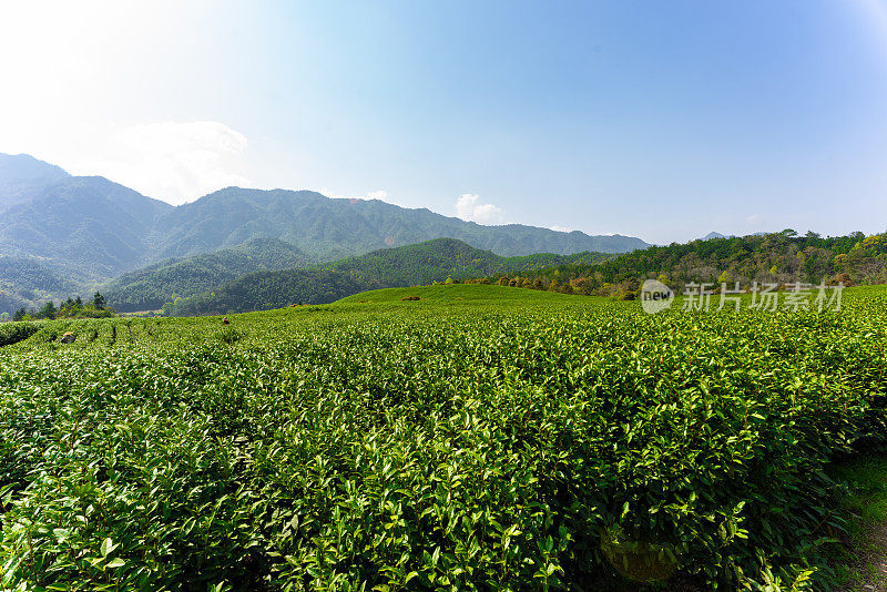 大茶园景