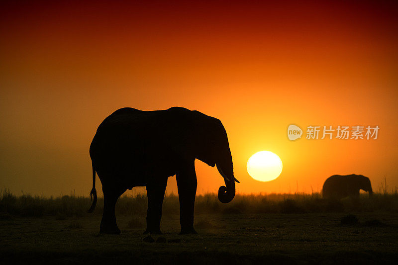 夕阳下的大象，丘比，博茨瓦纳，非洲