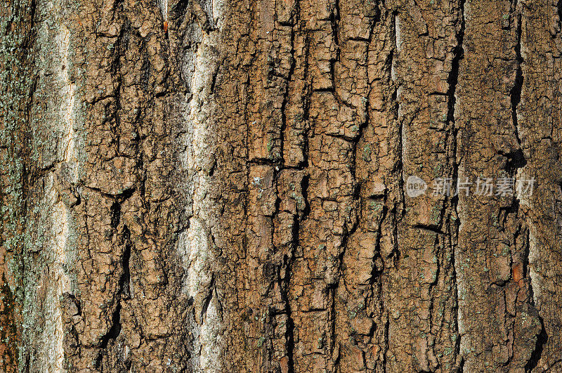 树皮棕色粗糙，树干木质纹理。老树皮背景。