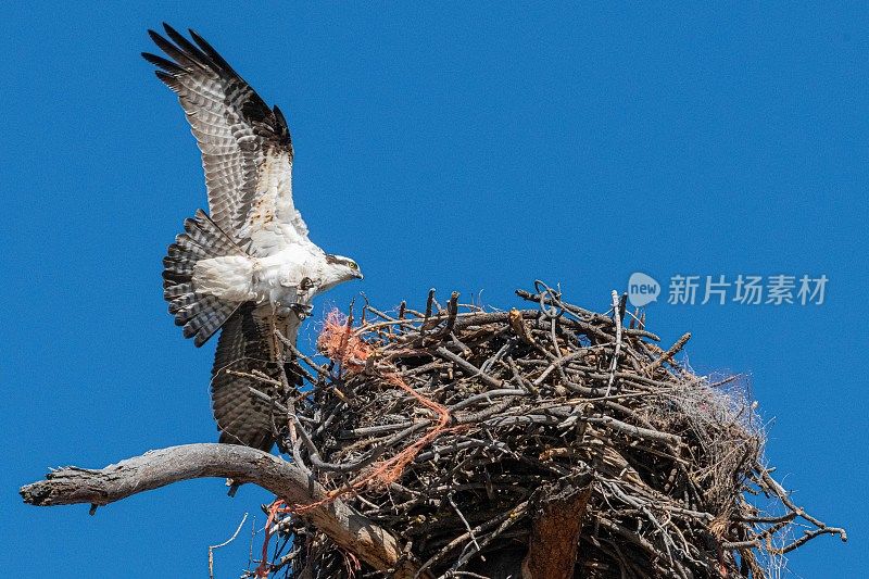 鹗飞过俄勒冈州德舒特河附近的一个巢穴