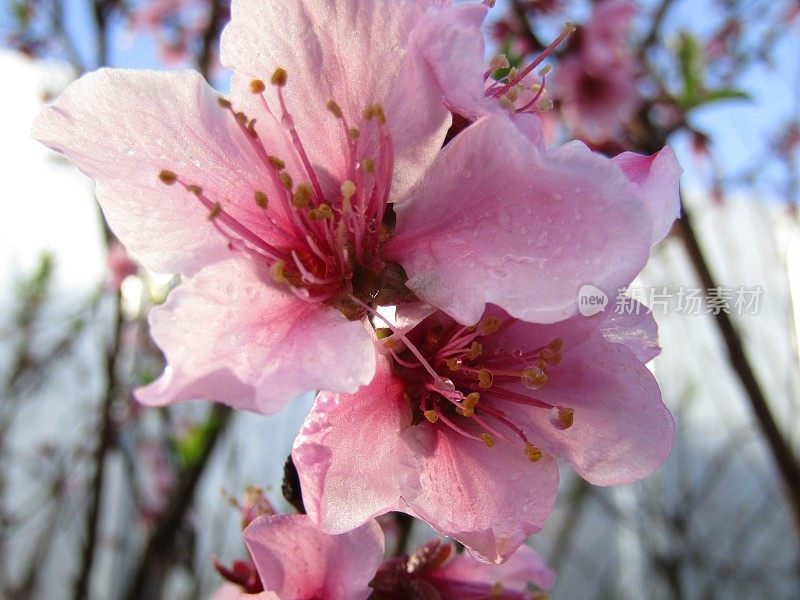 日本。3月底。樱花在美丽的阳光明媚的早晨雨后。