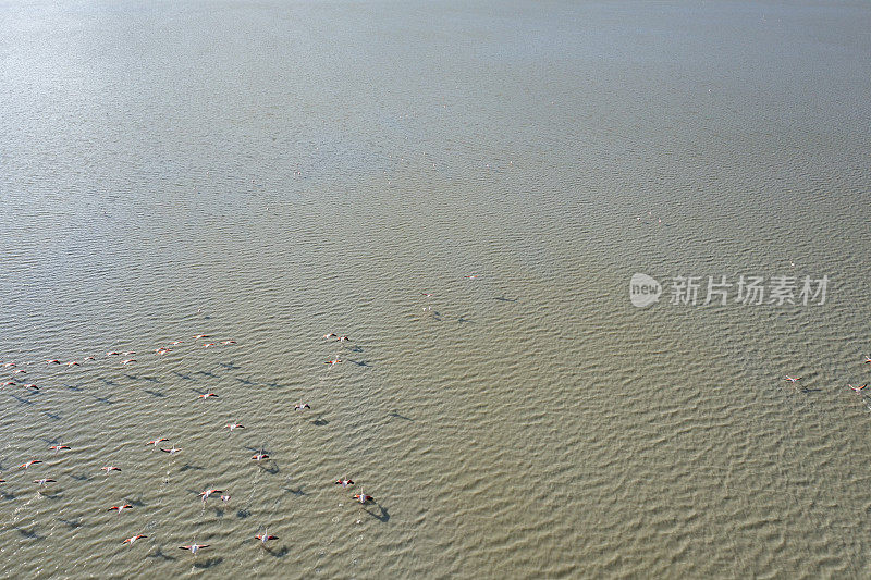 火烈鸟在湖上飞翔