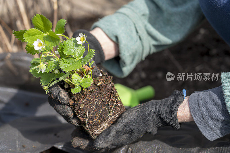 女人，只有看得见的手，在她的花园里种植草莓