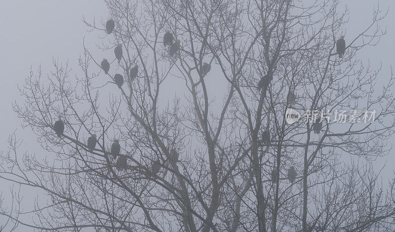22只秃鹰在树上