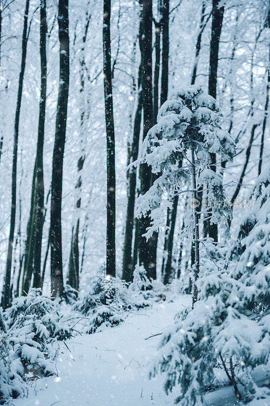 森林里树上的霜。冬天下雪的森林。雪后的童话森林。大自然美丽的冬天。