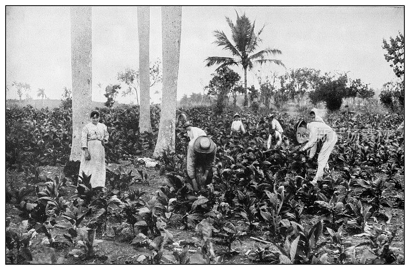 古董黑白照片:烟草田，比那尔德尔里约热内卢，古巴
