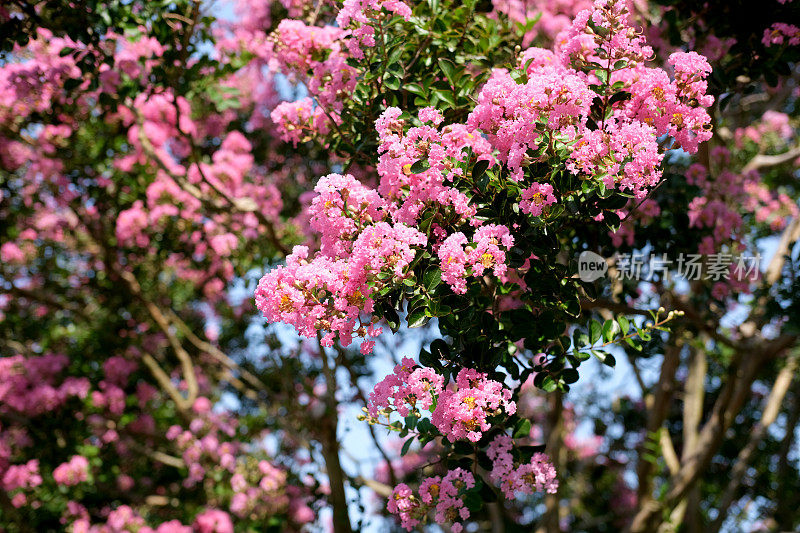 夏季开花的桃金娘树显示那里的活力色彩