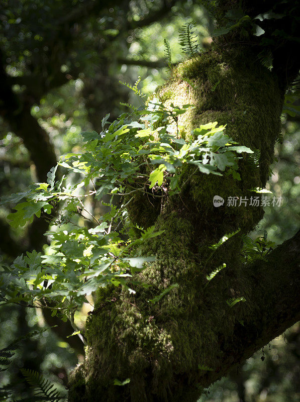 在达特穆尔的树林里，落叶苔藓覆盖着树木